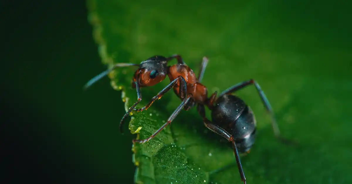 Acarofobia: Medo de comichão ou de insetos que causa comichão