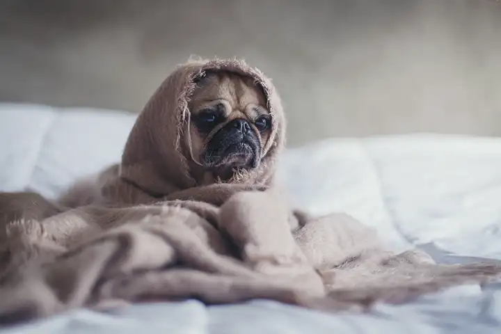 Alergia a Cachorro: Sintomas, Causas, Tratamentos e Dicas