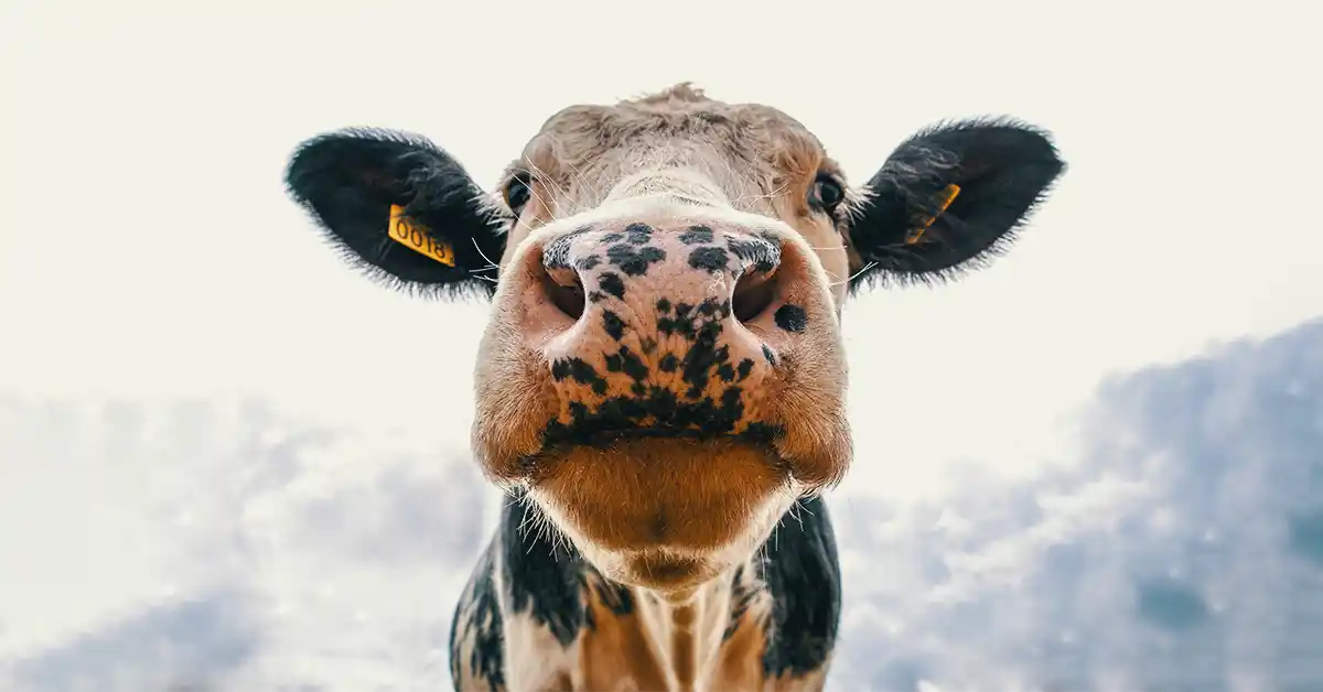Alergia a Leite de vaca: Causas, Sintomas e Tratamento