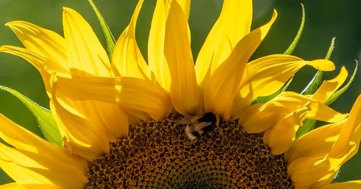 Alergia à Sementes de Girassol: Causas, Sintomas e Tratamento