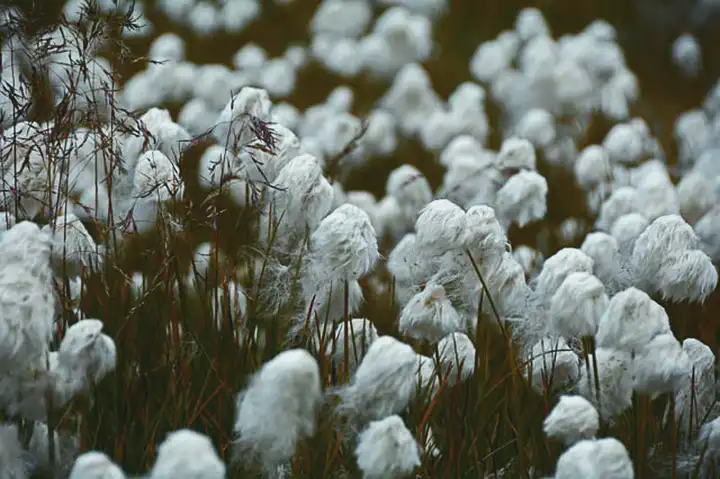 Alergia a algodão | Causas, Sintomas e Dermatite