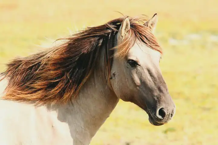 Alergia a Cavalos | Causas, Sintomas e Tratamento