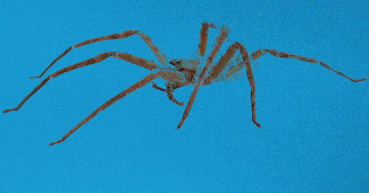 Alergia de Aranha | Causas, Sintomas e Reações Alérgicas