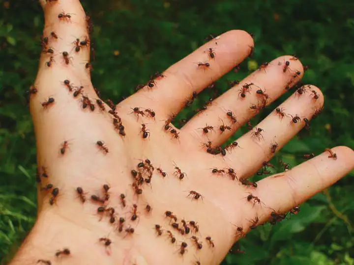 Alergia a picada de formiga-de-fogo (formiga-lava-pés) | Reações alérgicas 