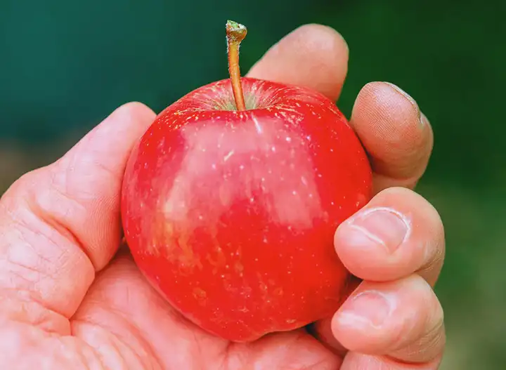Alergias de Frutas e Vegetais | Sintomas e Diagnóstico