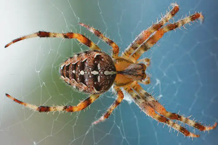 Aracnofobia: Medo de aranhas