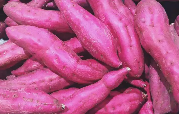 Batata-doce rica em carotenoides para uma boa saúde da visão