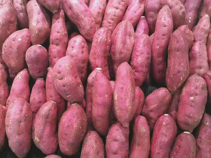 Batata roxa é um super alimento para ajudar prevenir o câncer