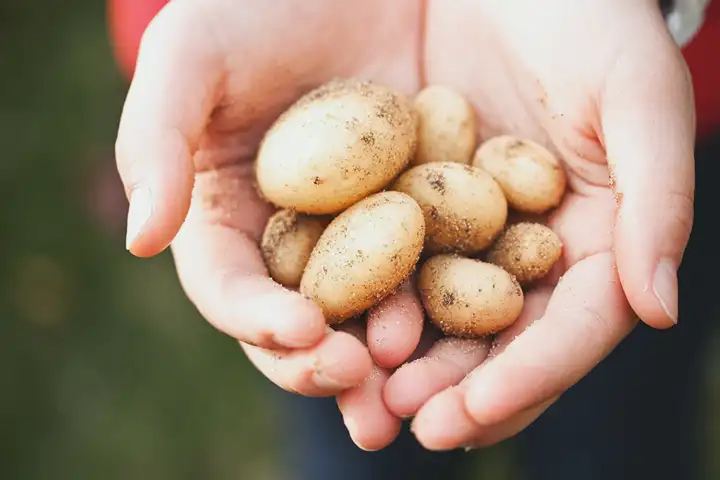 Batatas têm um índice glicêmico mais elevado do que o açúcar?