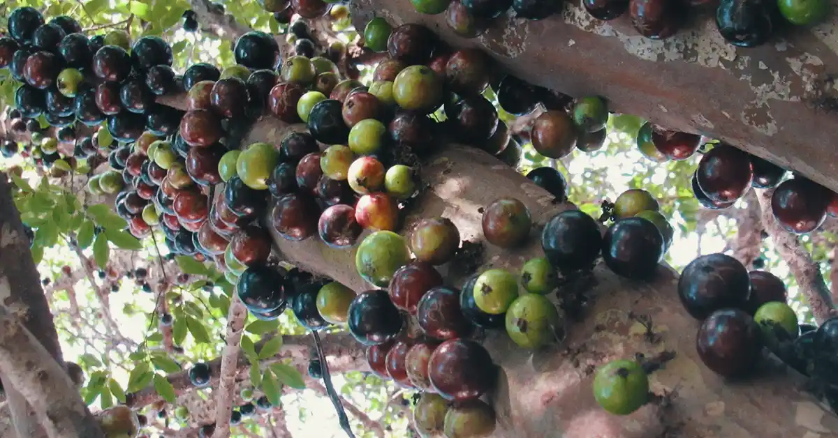 Benefícios da Jabuticaba para a Saúde