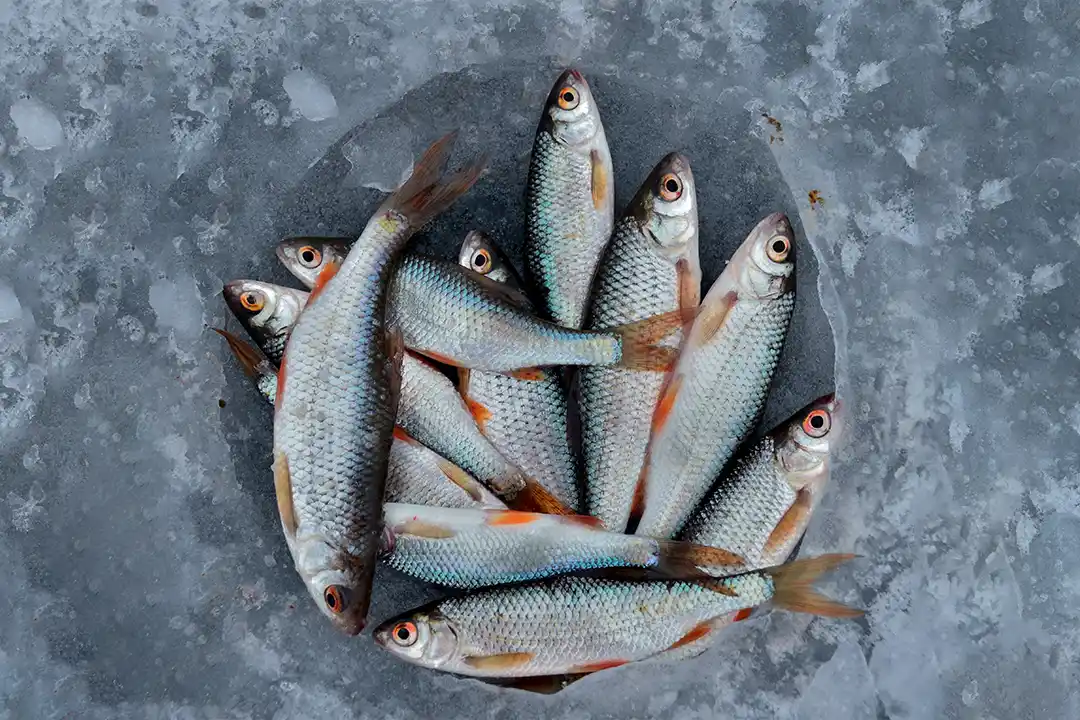 Benefícios de Comer Peixe