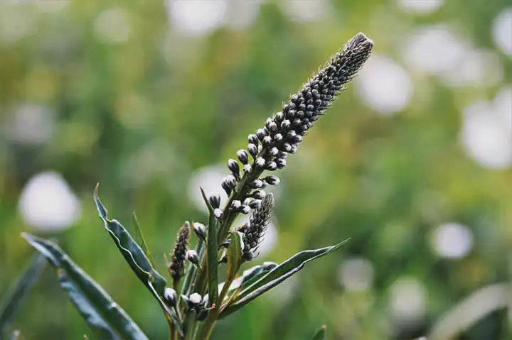 Medicina Alternativa | Os benefícios do Black Cohosh (Cimicífuga) 