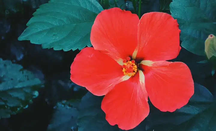 Benefícios do Chá de Hibisco e Extrato de Hibisco