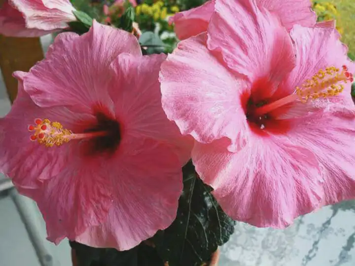 5 Benefícios incríveis para a saúde do chá de hibisco