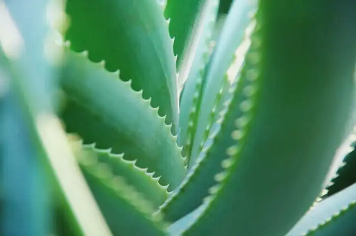 Aloe Vera | 8 benefícios para a saúde do Aloe Vera