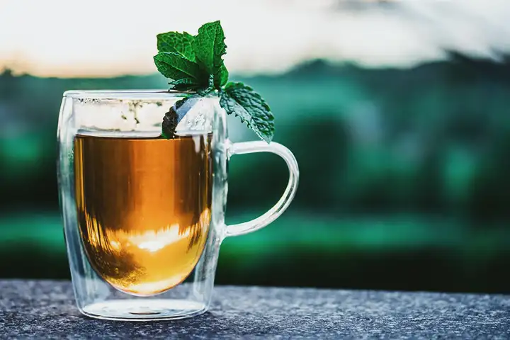 Chá de Boldo | Benefícios para a Saúde, Usos, Riscos e Efeitos