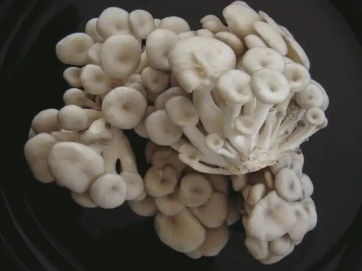 Benefícios do Cogumelos Shimeji para Saúde