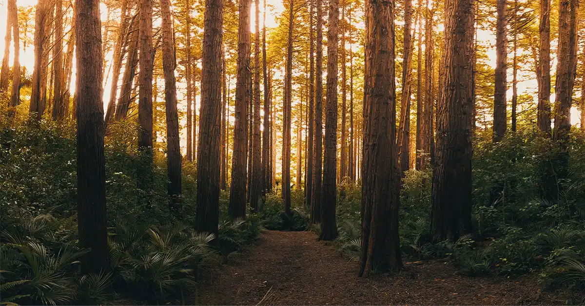 Como a Natureza Pode Melhorar Seu Bem-Estar e Saúde Mental