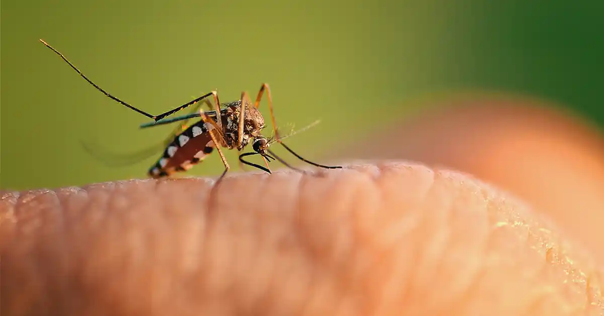 Como é Alergia de Pernilongo