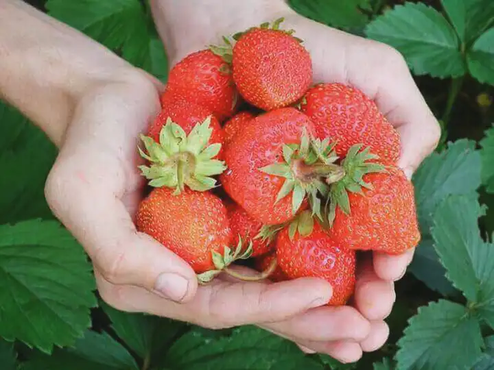 Como as frutas fornecem energia? Qual fruta dá energia?