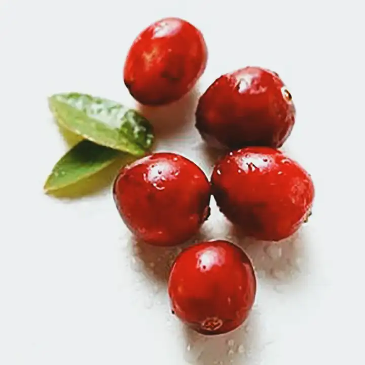 Cranberry - Efeitos Terapêuticos e Prevenção da Infecção Urinária