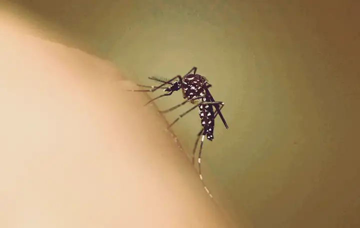 Desenvolvimento de fungo para combater mosquitos da Malária