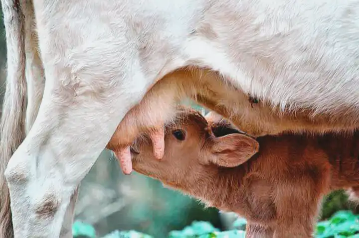 Digestão de lactose em seres humanos Digestão de lactose em seres humanos