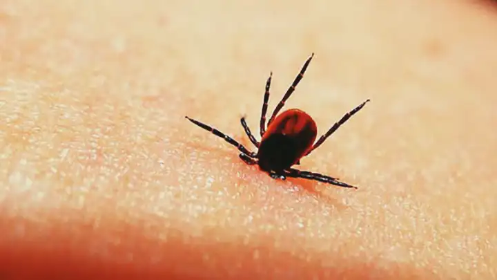 Doença de Lyme | Infecção transmitida por carrapatos
