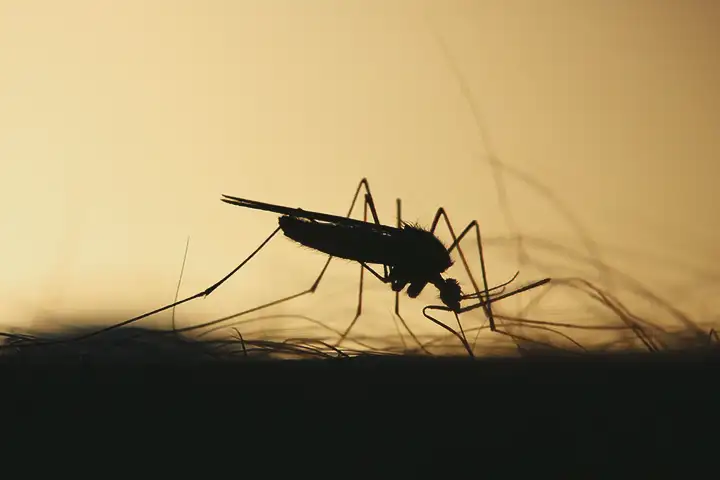 Doença do Sono (Tripanossomíase Humana Africana) | Sintomas