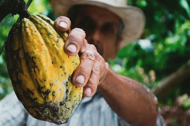 Flavonoides do cacau associados com melhora da memória em idosos