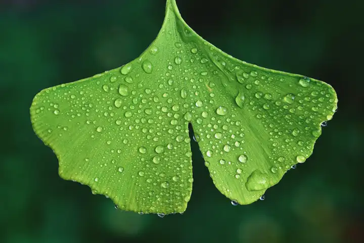 Ginkgo biloba | Alivia dores e acaba com o zumbido no ouvido