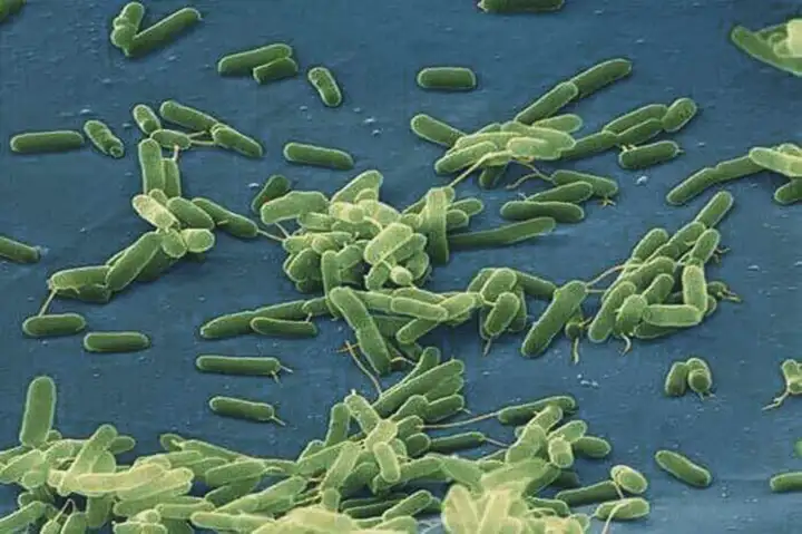 Infecção Vibrio Vulnificus | Causas e Sintomas