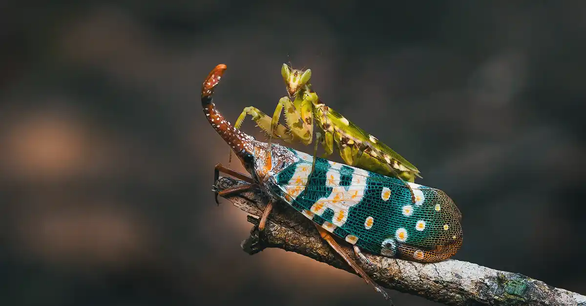 Insectofobia: Medo de Insetos