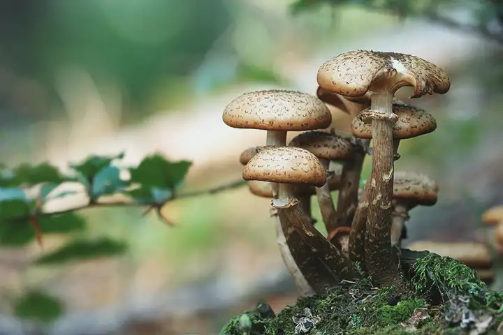 Maitake | Benefícios para a saúde do cogumelo dançante
