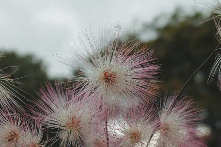 Os 4 melhores anti-histamínicos naturais