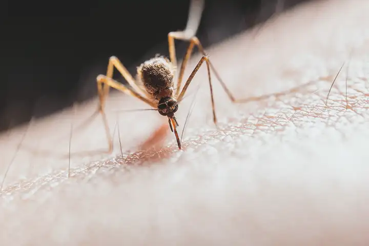 Mordidas de insetos que você nunca deve ignorar