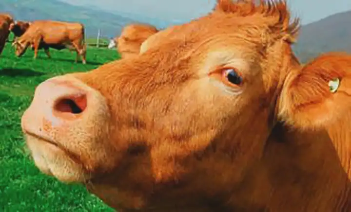 O Melhor Leite sem ser Leite de Vaca O Melhor Leite sem ser Leite de Vaca