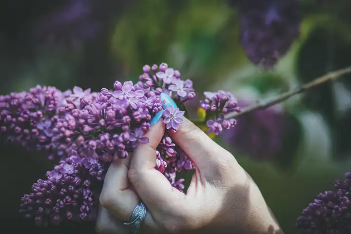 Remédio Natural | Óleos essenciais no tratamento da depressão