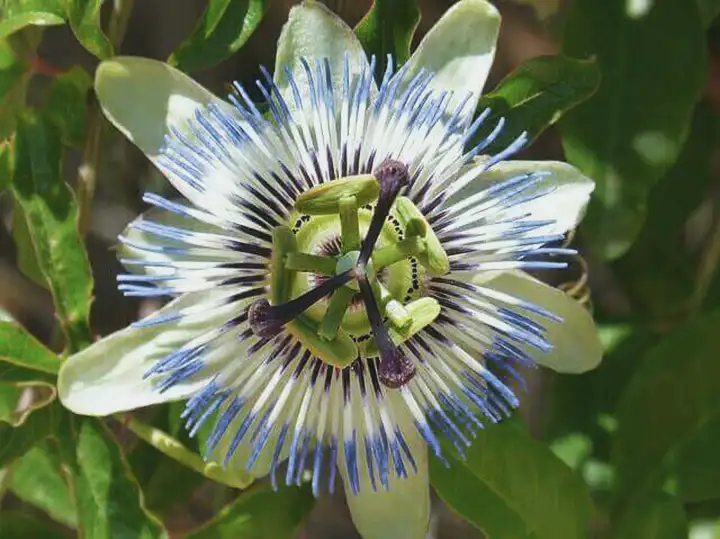 Passiflora Incarnata | Efeito Calmante e de Relaxamento