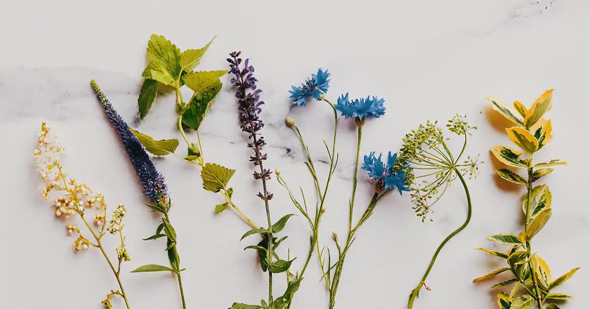 Plantas Medicinais: Conheça as Mais Usadas e Seus Benefícios