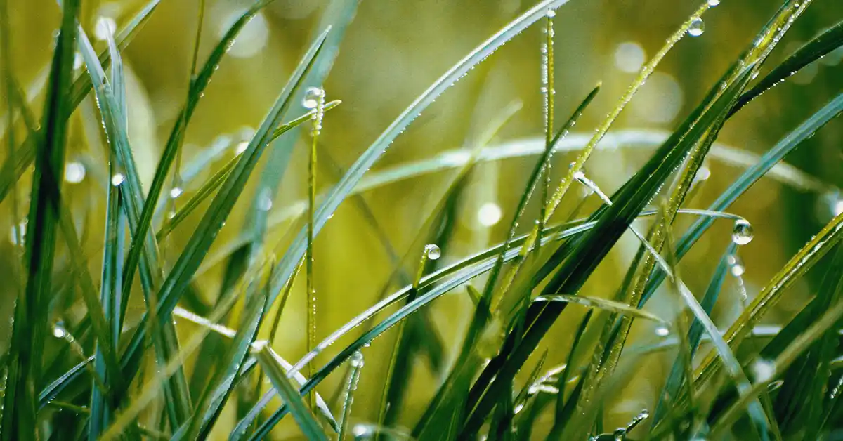 Plantas que causam alergia