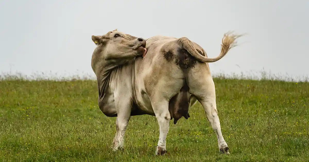 Por que o Vegano não toma Leite?