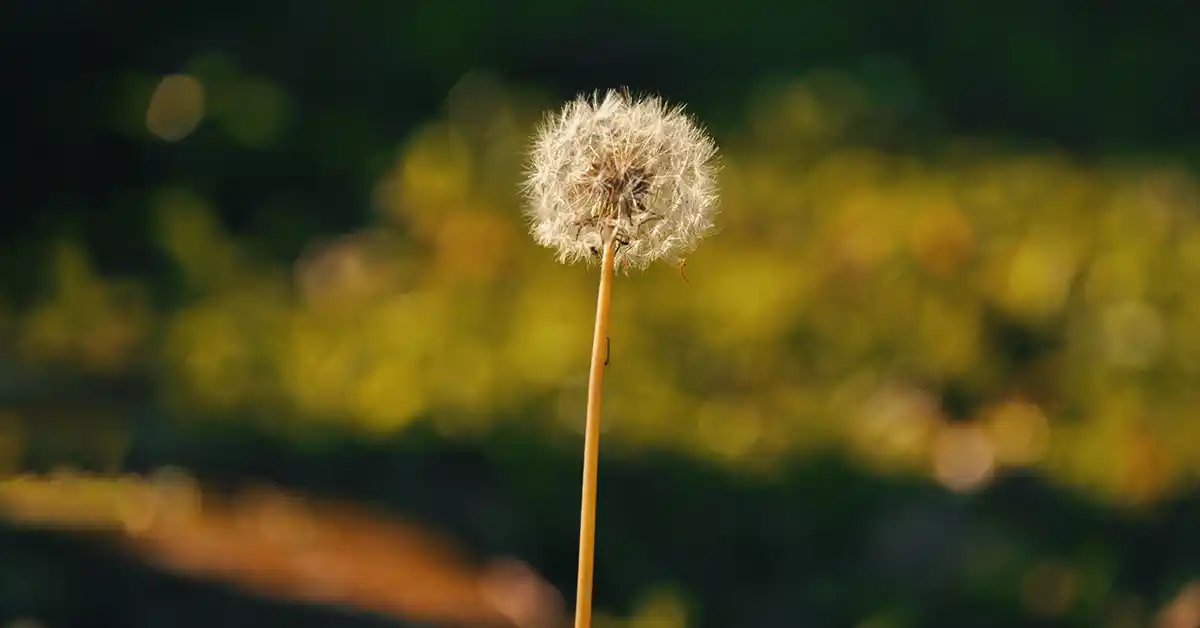 Quando é a temporada de alergia?