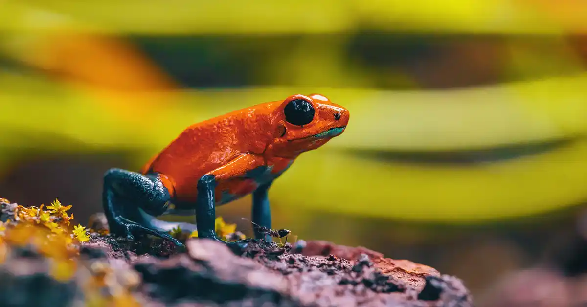 Ranidafobia: Medo de Sapos e Rãs