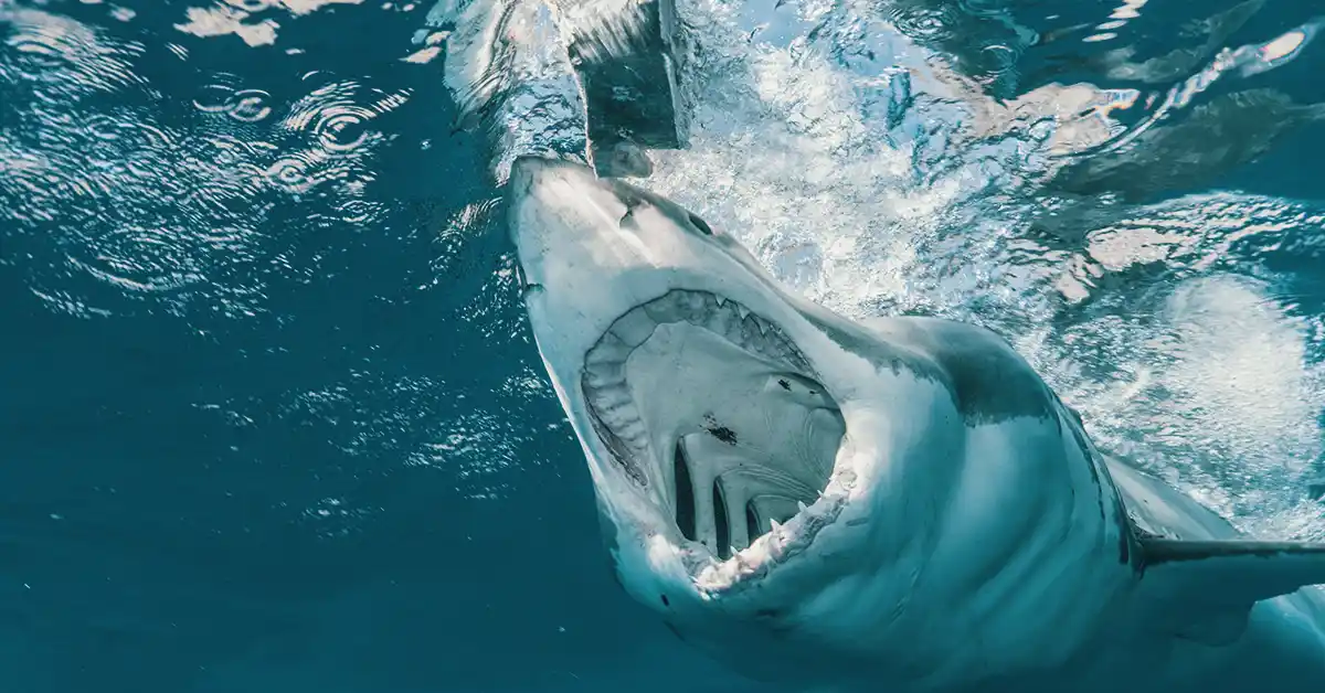 Selacofobia: Medo de tubarões