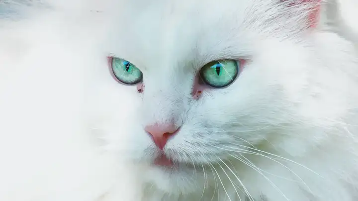 Síndrome do olho de gato | Causas, Sintomas e Tratamento