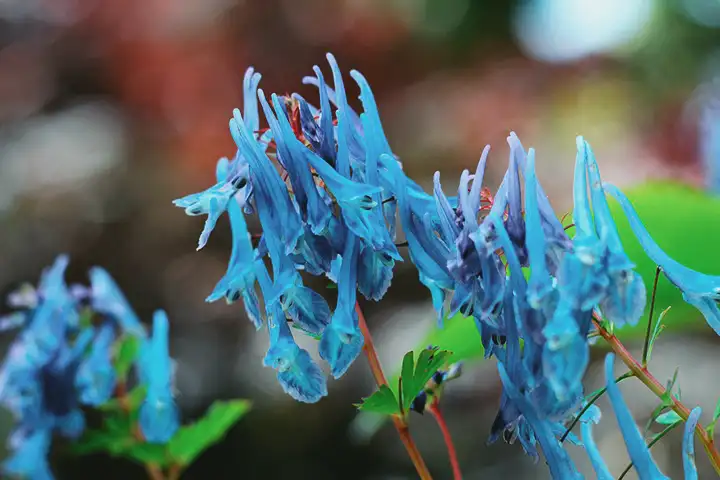 Rhizoma Corydalis na medicina chinesa | Benefícios para a saúde