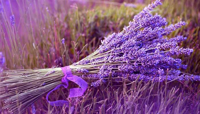 oleo-essencial-lavanda